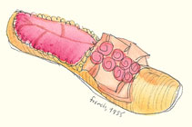 french_ruffle