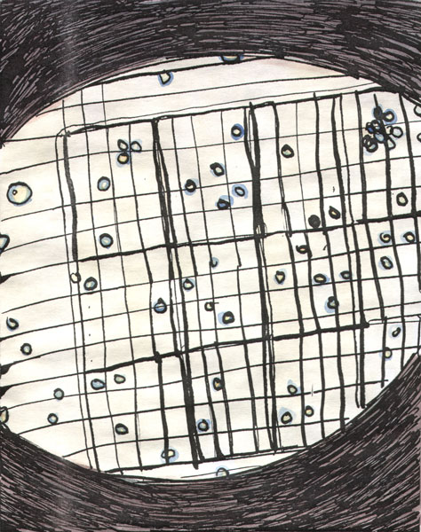 protoplasts